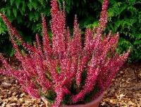 calluna_vulgaris_athene