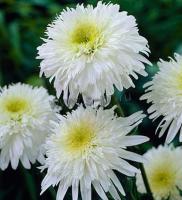 leucantheum_fiona_goghill