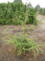larix_decidua_hortsman_recurved_spr