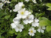 rosamultiflora