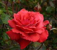 rosa_duftwolke_1