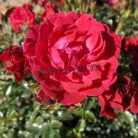rosa_limesglut_r