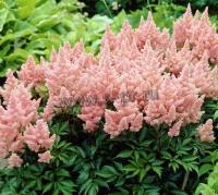 astilbe_arendsii_zuster_theresa