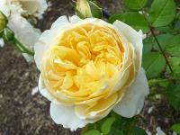 Rosa Charlotte