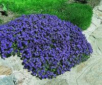 aubrieta_hybrid_blaumeise