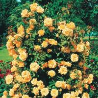 rosa_golden_showers_k