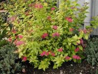 spiraea_japonica_candlelight_1