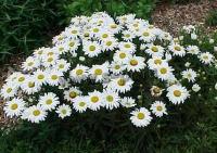 leucantheum_snow_lady_1