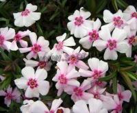 phlox_subulata_coral_eye