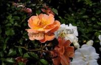 rosa_flower_carpet_sedana