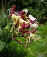 lonicera_periclymenum_serotina