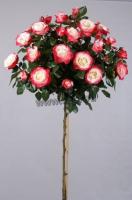 rosa_stamm_in_sorten_1