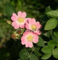 rosarubiginosa