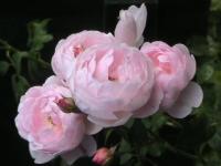 Rosa Scepter d'Isle (E)