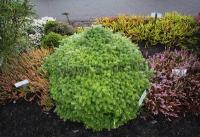 abies_koreana_doni_tajuso_1