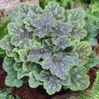 heuchera_mercury