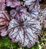 heuchera_stormy_seas