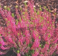calluna_vulgaris_angie