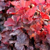 heuchera_hybrid_mini_monster