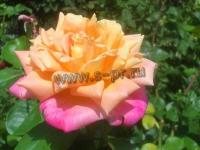 rosa_tahiti