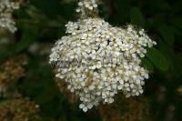 spiraea_decumbens