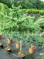 larix_decidua_little_boggle_spr