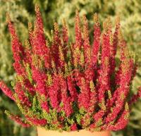 calluna_vulgaris_disco_queen_1