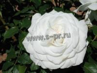 rosa_annapurna