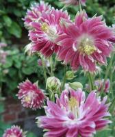 aquilegia_pink_barlow_1