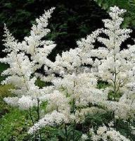 astilbe_arendsii_diamant