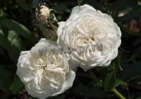 rosa_ledreborg