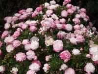 rosacinderella