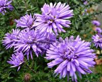 aster_dumosus_lady_in_blue_1