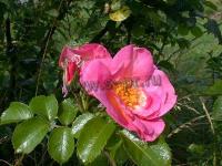 rosahpinkrobusta
