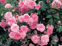 rosa_the_fairy_p