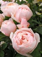 Rosa Shepherdess (E)