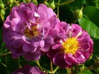 rosa_veilchenblau_k