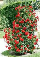 rosa_porthos