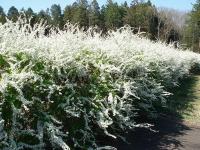 spiraea_thunbergii_2