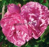 rosa_romantic_roadrunner