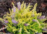 calluna_vulgaris_hannover_1