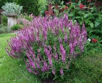 salvia_nemorosa_rose_queen