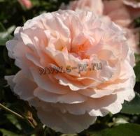 rosa_sebastian_kneipp_t