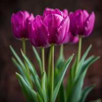 Тюльпан Purple Prince  - фото саженцы, для посадки 