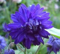 aquilegia_blue_barlow