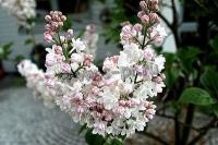 syringa_vulgaris_schone_von_moskau_1