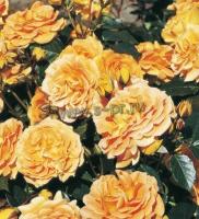 rosagoldelse