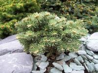 abies_concolor_bryce_canyon_1
