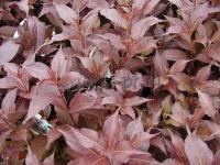 weigela_naomi_campbell_4