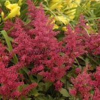 astilbe_arendsii_red_charm